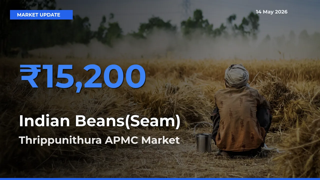 Thrippunithura APMC Records Highest ₹15,200 Rate for Indian Beans(Seam)