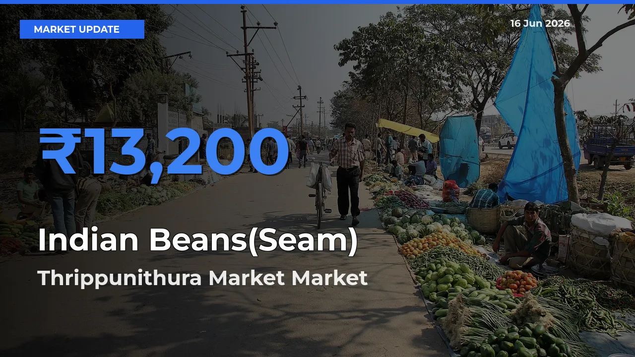 Thrippunithura Market Leads as Top Mandi for Indian Beans(Seam) Prices