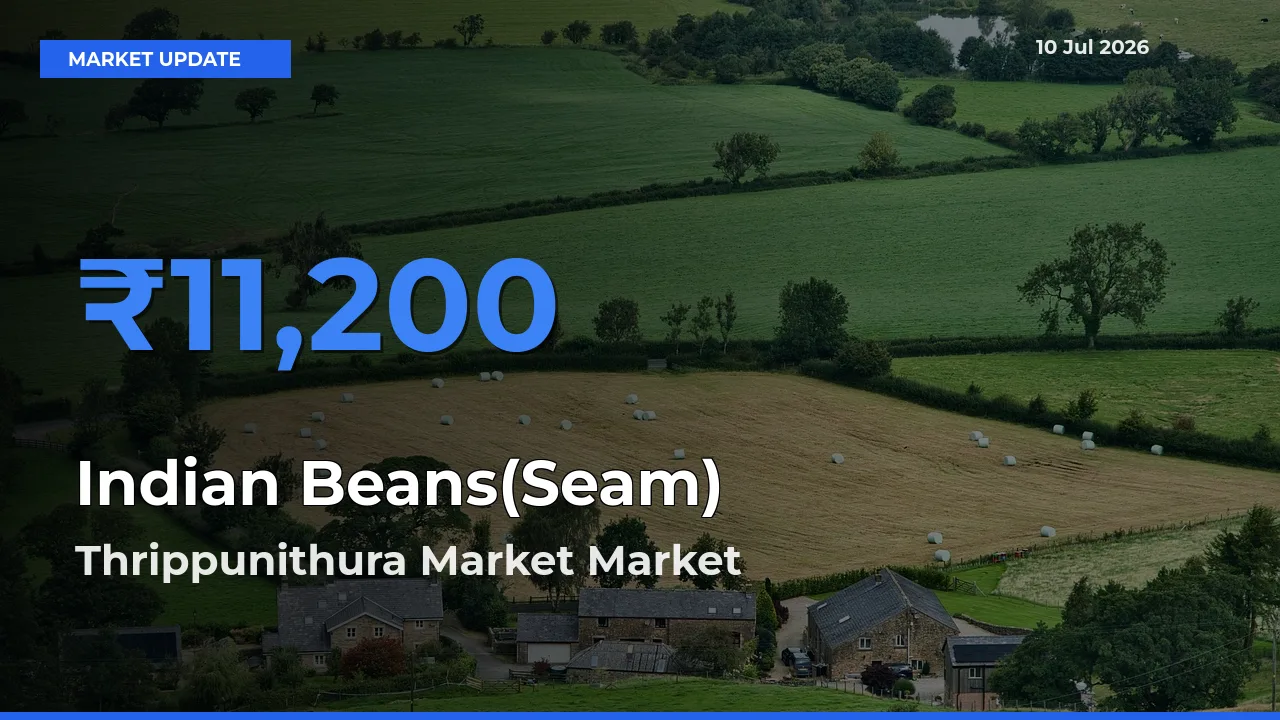 Market Watch: Thrippunithura Market Becomes Top Mandi for Indian Beans(Seam)