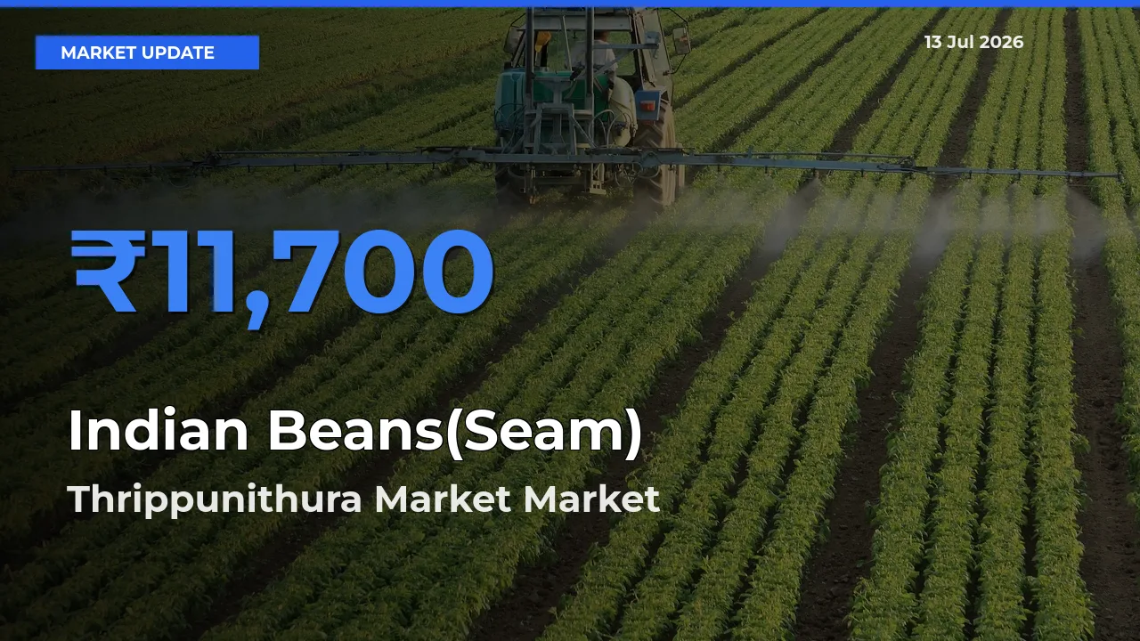 Thrippunithura Market Tops Indian Beans(Seam) Mandi Rates Today