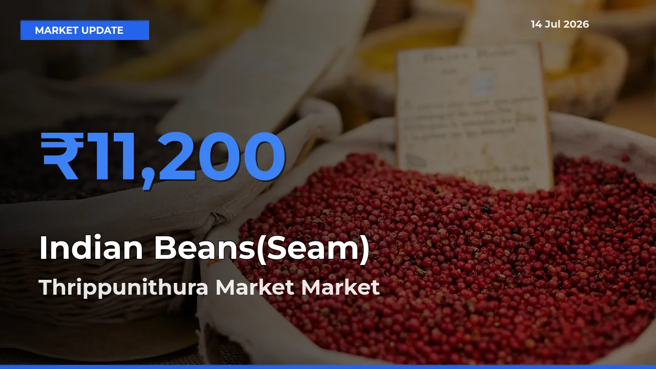 Top Performer! Thrippunithura Market Offers Best Indian Beans(Seam) Price Today