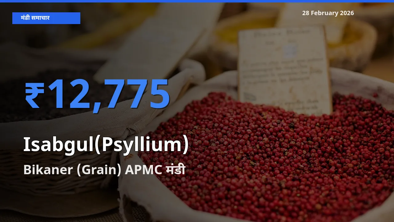 किसानों की पसंद बना Bikaner (Grain) APMC, Isabgul(Psyllium) के सबसे अच्छे दाम