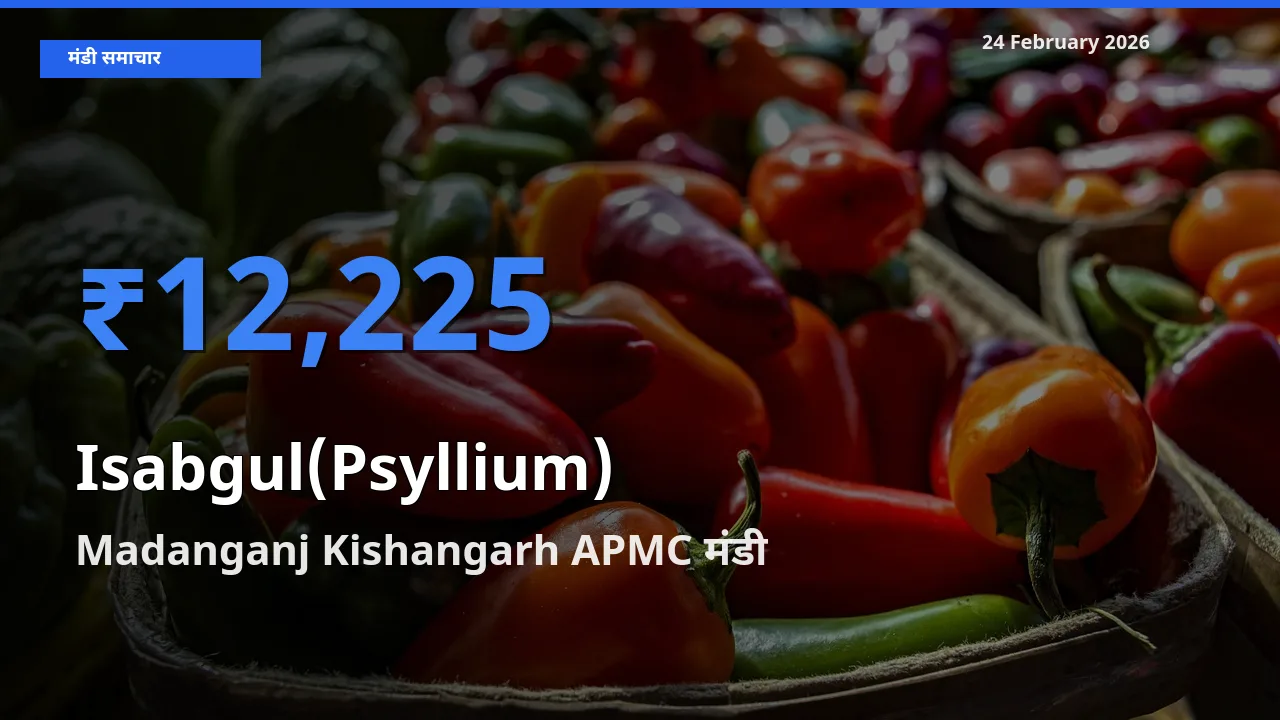 Madanganj Kishangarh APMC मंडी में आज Isabgul(Psyllium) के सबसे ऊँचे दाम दर्ज