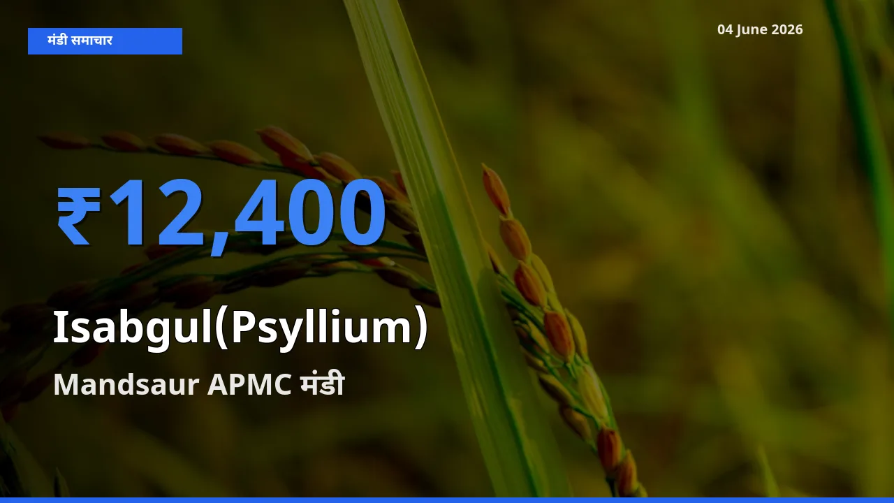 आज इसबगोल के सबसे ऊँचे दाम ₹12,400 Mandsaur APMC मंडी में