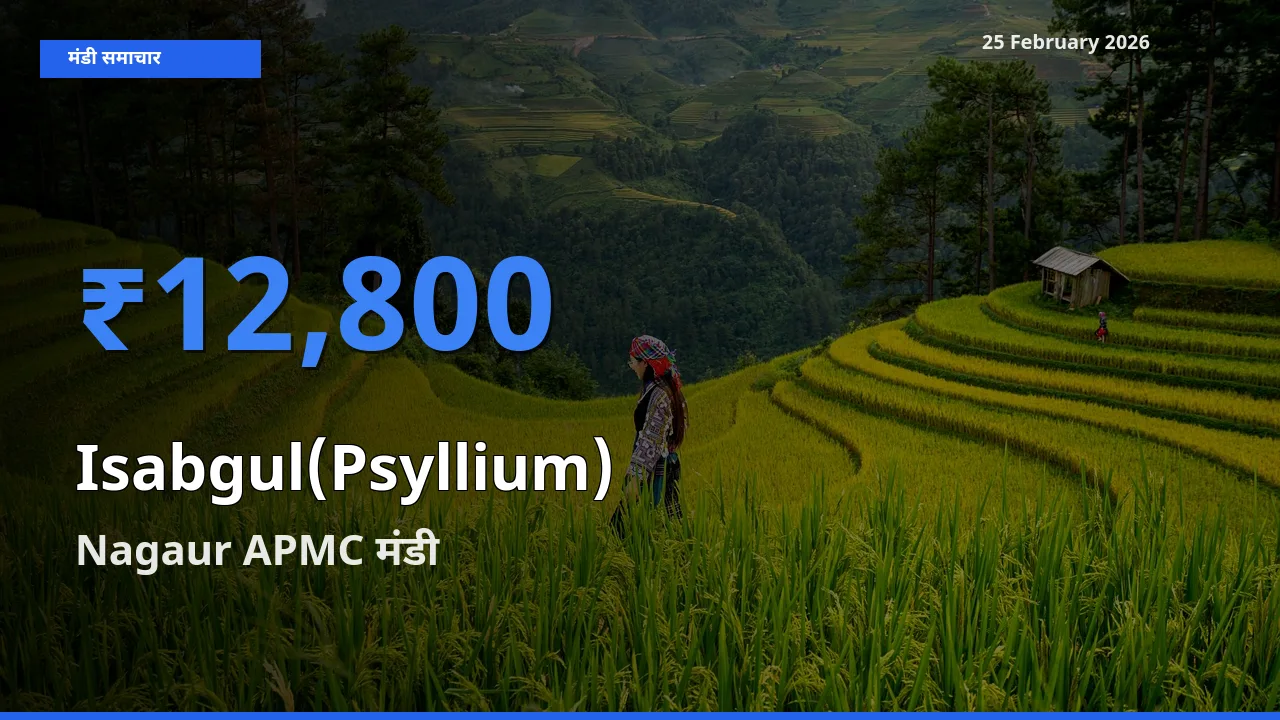 25 February अपडेट: Isabgul(Psyllium) के सबसे ऊँचे दाम Nagaur APMC मंडी में