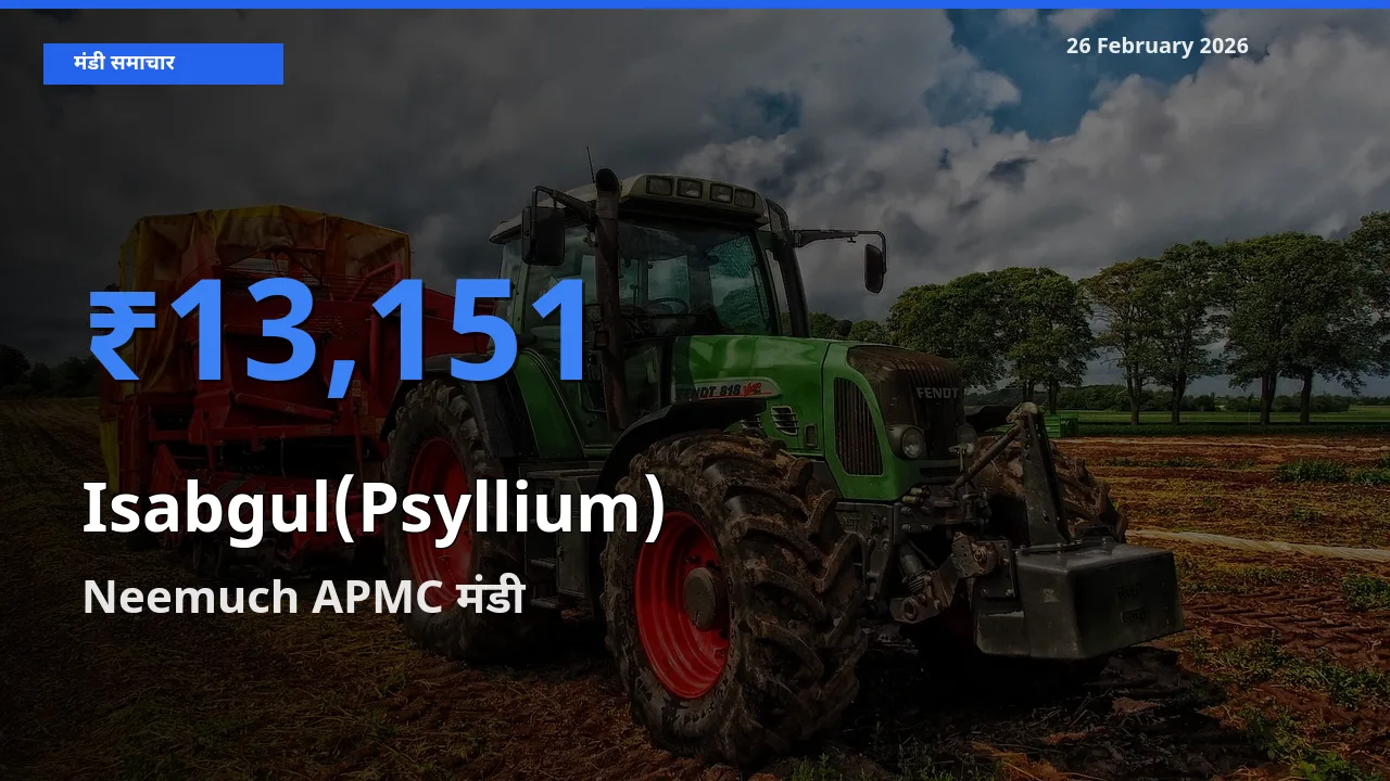 आज Isabgul(Psyllium) के सबसे ऊँचे दाम ₹13,151 Neemuch APMC मंडी में