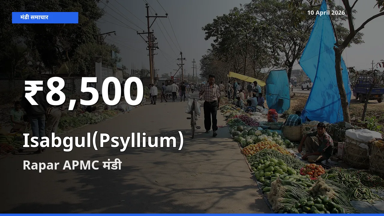 किसानों के लिए चिंता का विषय? इसबगोल के दाम Rapar APMC में 30 दिन के न्यूनतम स्तर पर