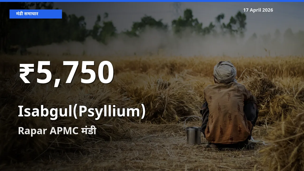 आज का मंडी भाव: Rapar APMC में इसबगोल 30 दिन के सबसे कम स्तर पर
