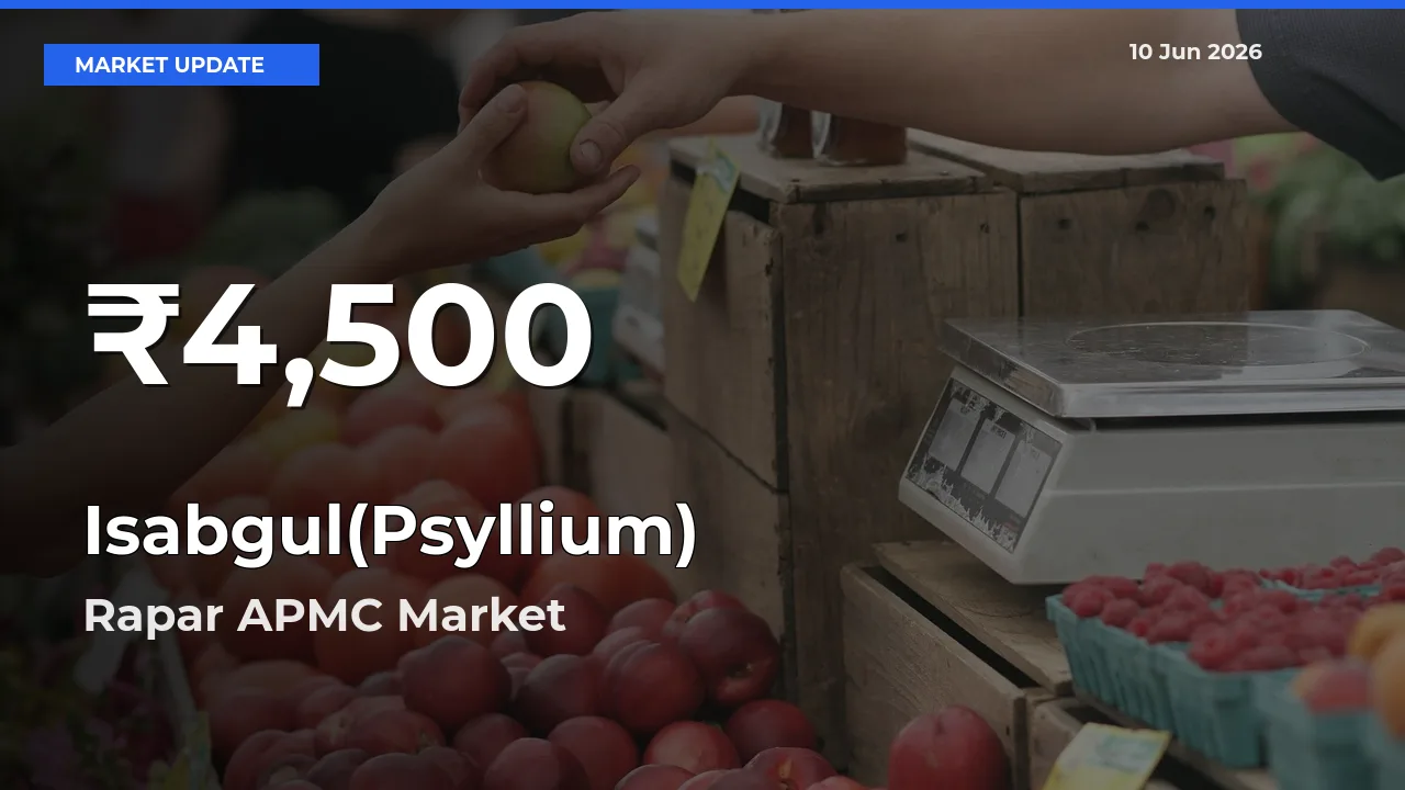 Why Isabgul(Psyllium) Prices Slumped in Rapar APMC – 30-Day Low Today