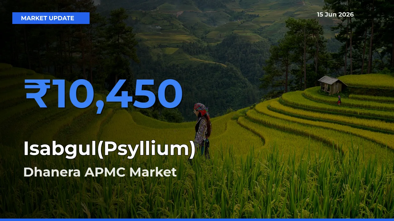 Dhanera APMC Tops Isabgul(Psyllium) Mandi Rates Today