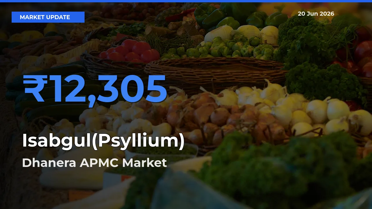 Dhanera APMC Tops Isabgul(Psyllium) Mandi Rates Today