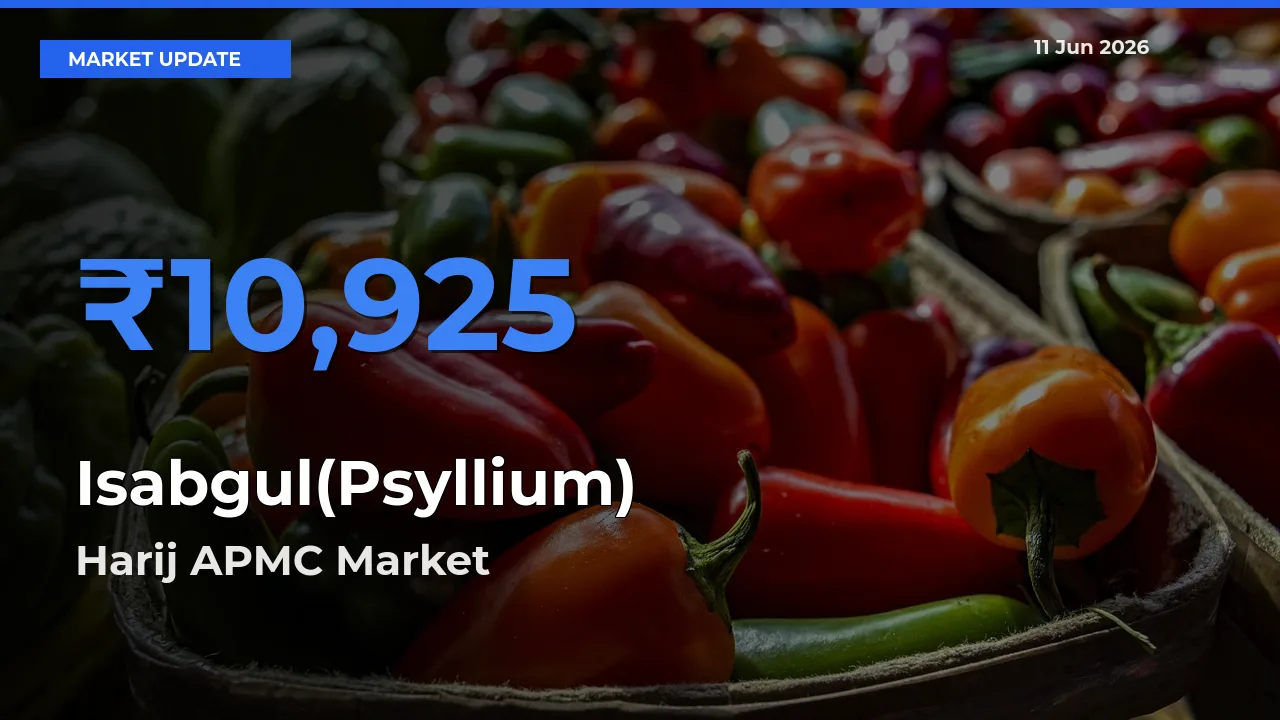 Harij APMC Offers ₹10,925 – Highest Isabgul(Psyllium) Rate Today