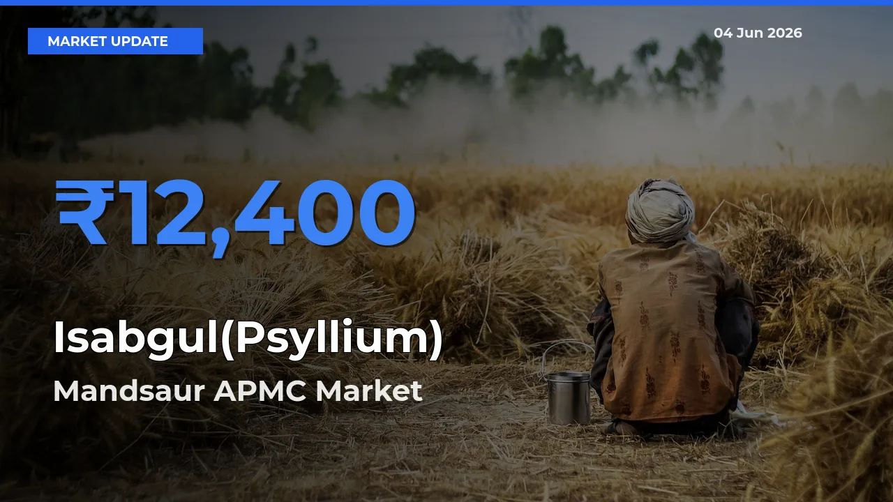 Mandsaur APMC Offers ₹12,400 – Highest Isabgul(Psyllium) Rate Today