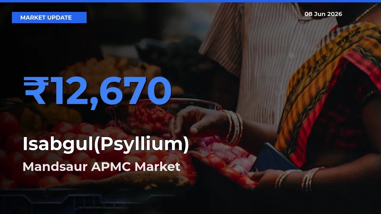 Top Performer! Mandsaur APMC Offers Best Isabgul(Psyllium) Price Today