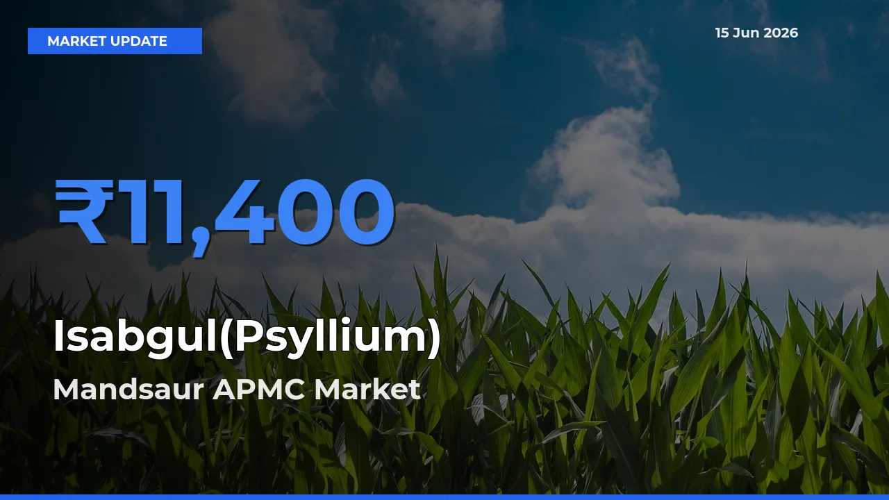 Mandsaur APMC Offers ₹11,400 – Highest Isabgul(Psyllium) Rate Today