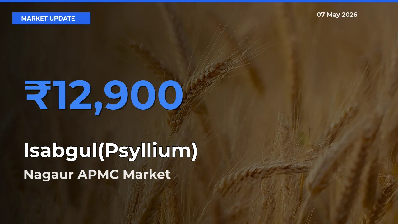 Market Watch: Nagaur APMC Becomes Top Mandi for Isabgul(Psyllium)