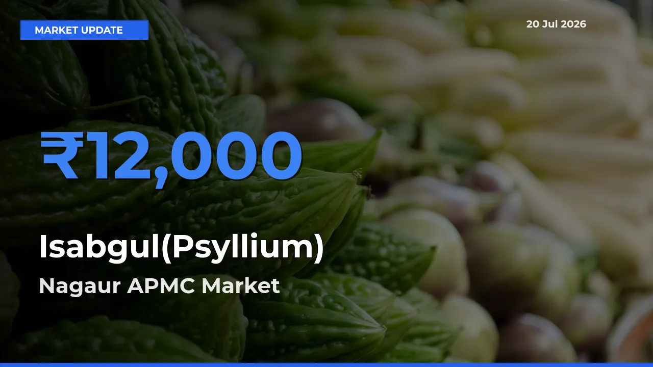 Nagaur APMC Leads as Top Mandi for Isabgul(Psyllium) Prices