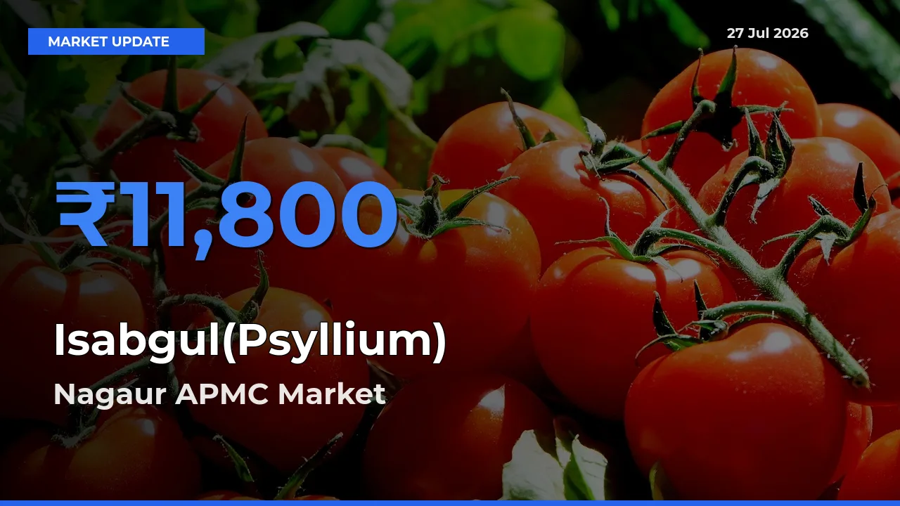 Isabgul(Psyllium) Mandi Rate Today: Nagaur APMC, Rajasthan Tops the List
