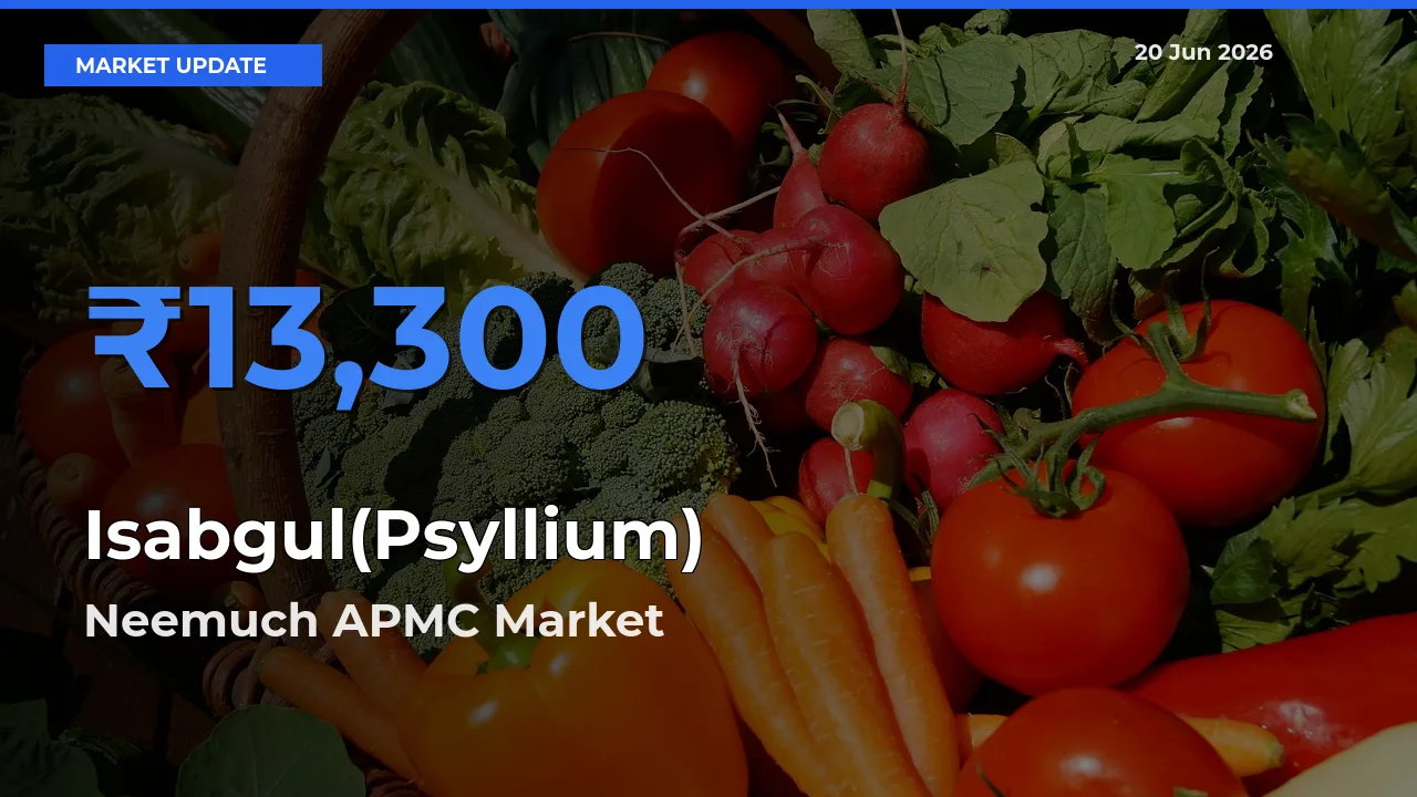 Top Performer! Neemuch APMC Offers Best Isabgul(Psyllium) Price Today