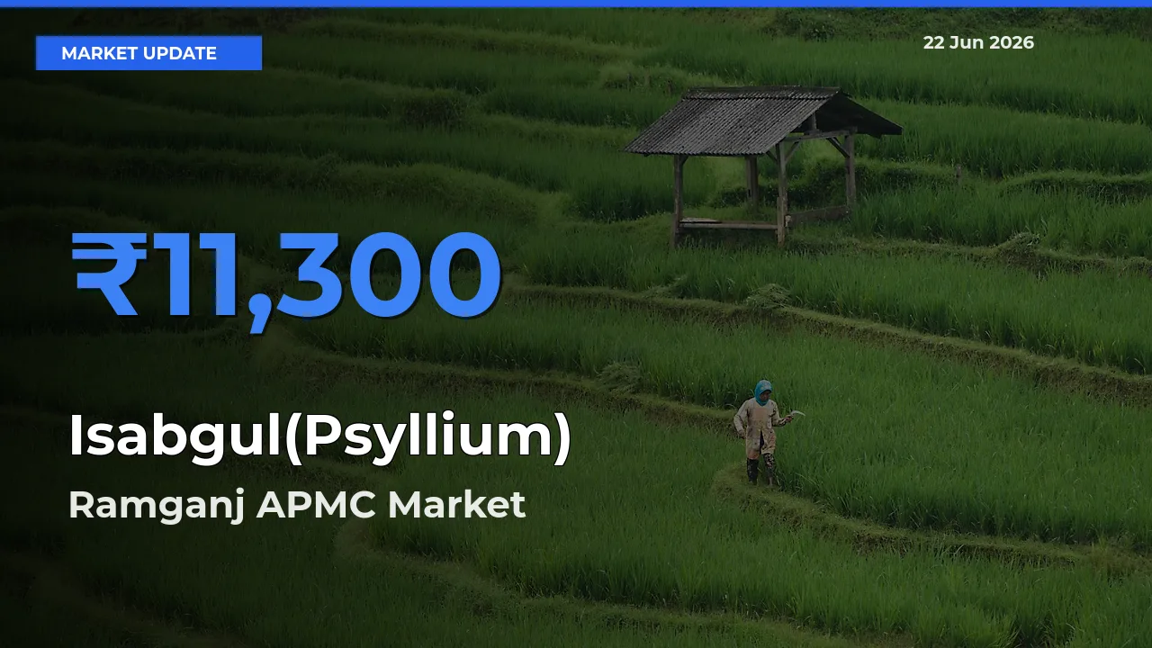 Farmers Prefer Ramganj APMC as Isabgul(Psyllium) Hits Highest Rate