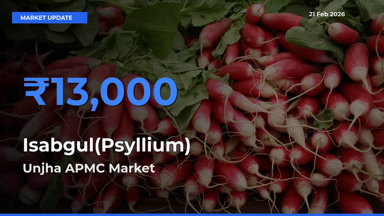 Unjha APMC Leads as Top Mandi for Isabgul(Psyllium) Prices