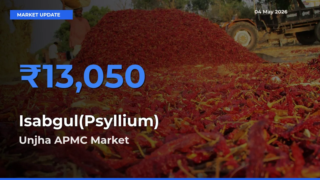 Unjha APMC Tops Isabgul(Psyllium) Mandi Rates Today
