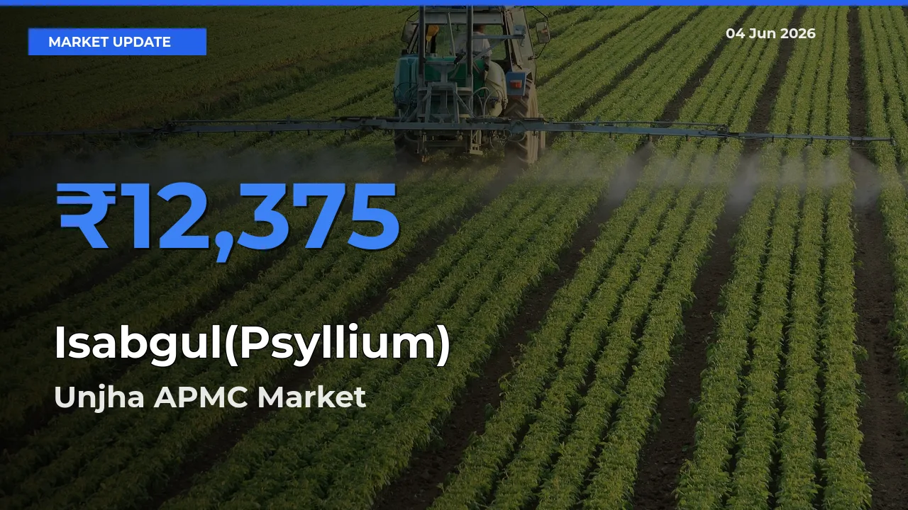 Market Watch: Unjha APMC Becomes Top Mandi for Isabgul(Psyllium)