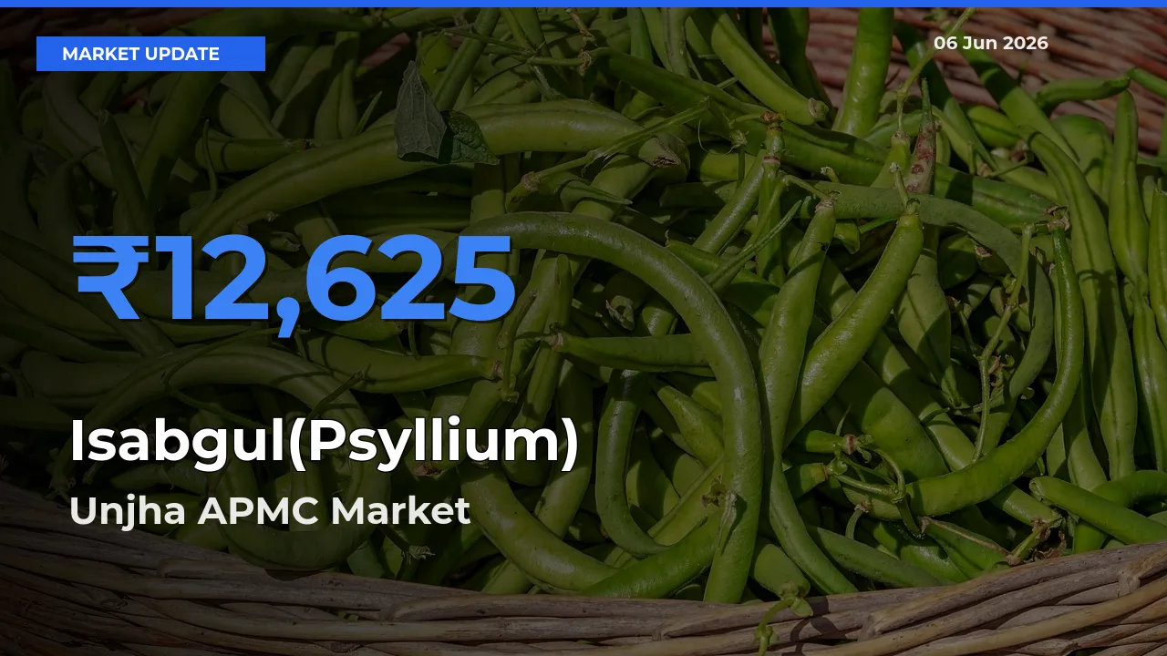 Unjha APMC Records Highest ₹12,625 Rate for Isabgul(Psyllium)