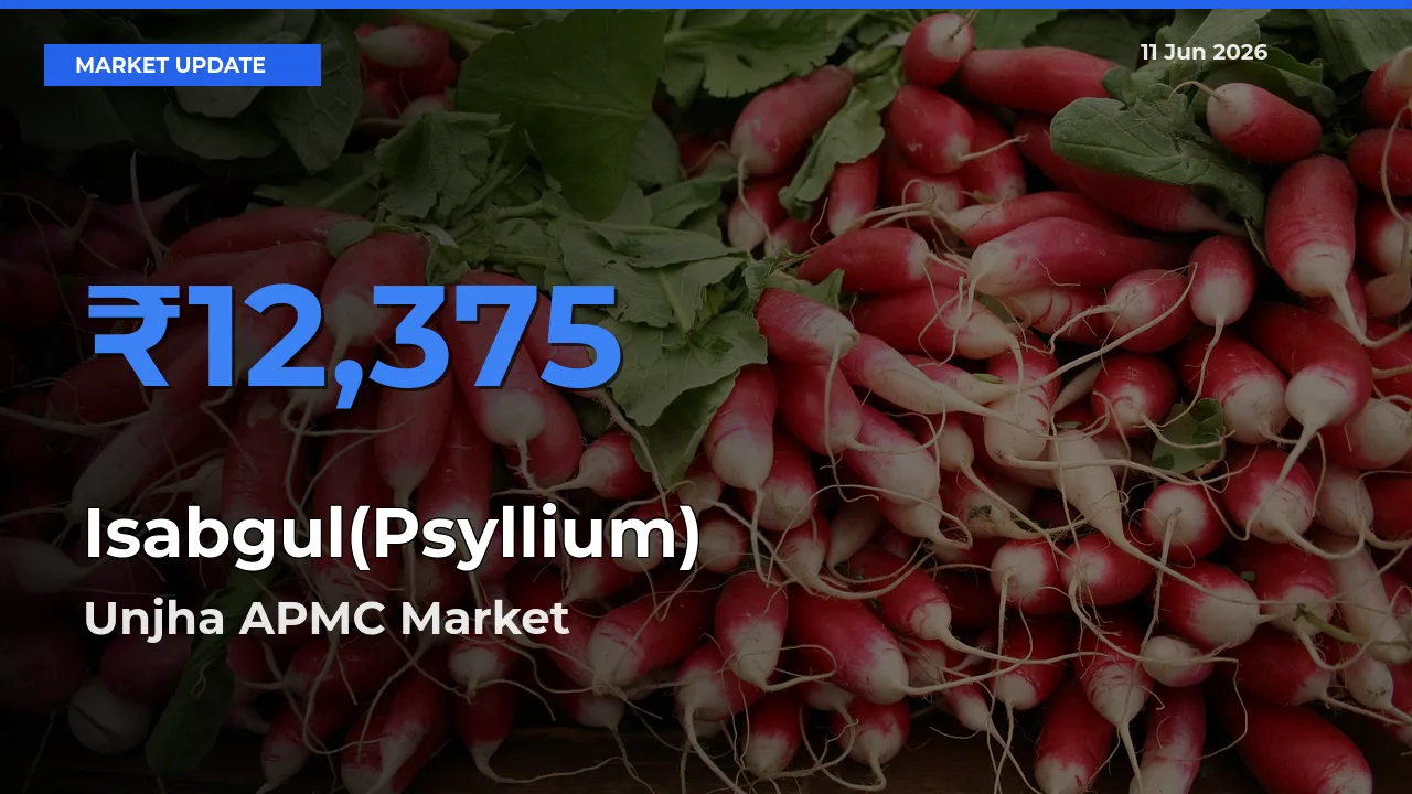 Unjha APMC Tops Isabgul(Psyllium) Rates – June 11 Market Update