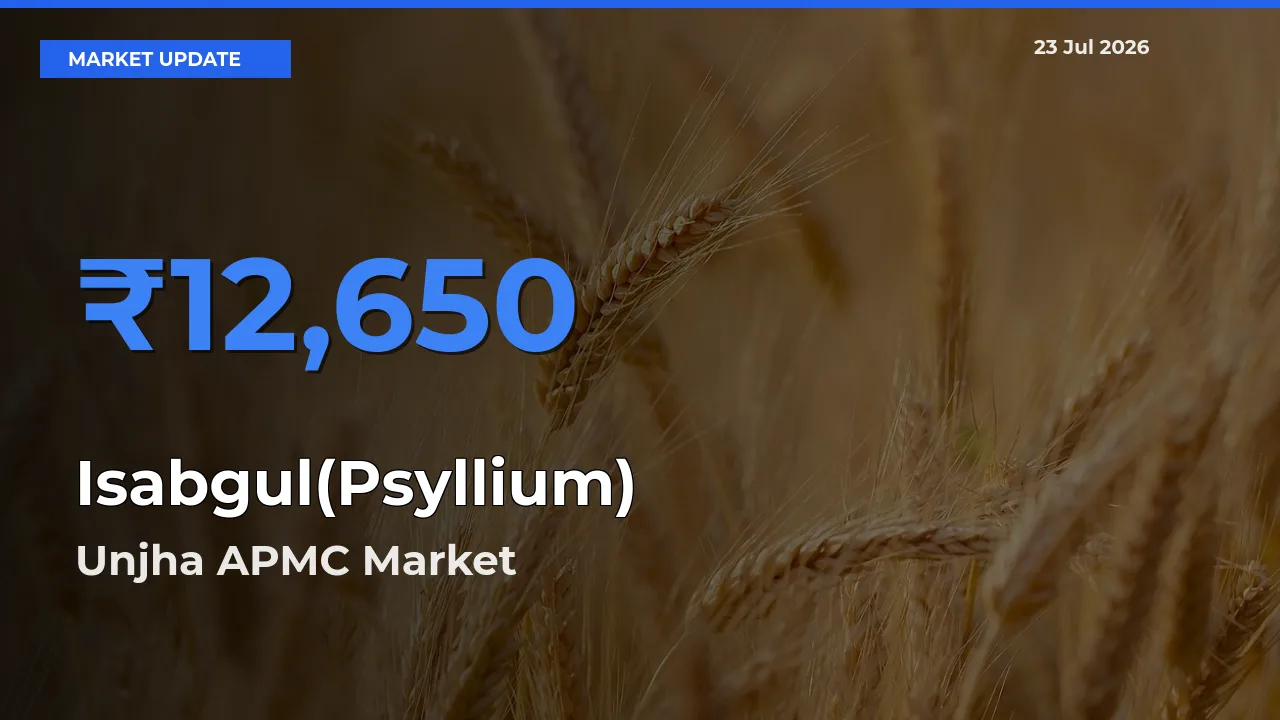 Top Performer! Unjha APMC Offers Best Isabgul(Psyllium) Price Today