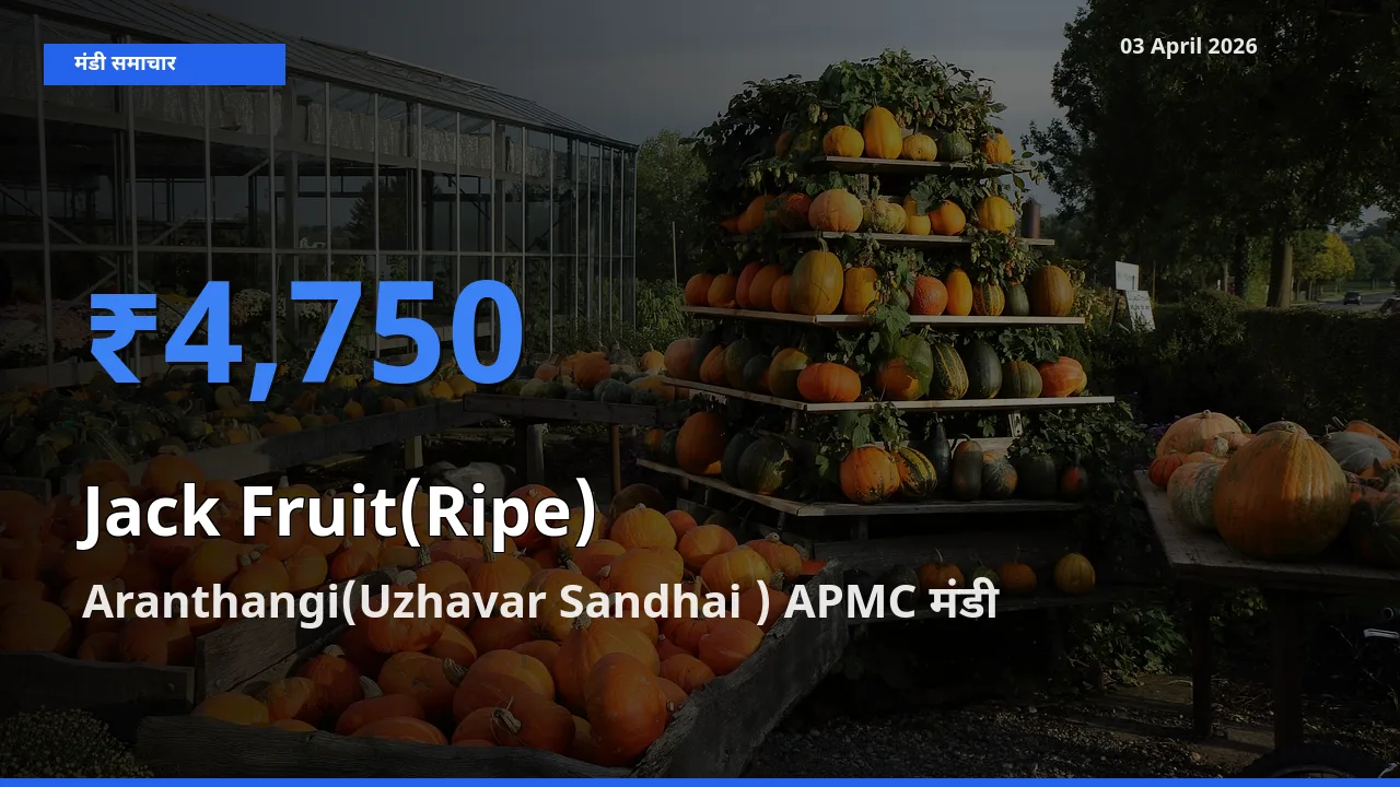 03 April अपडेट: पका कटहल के सबसे ऊँचे दाम Aranthangi(Uzhavar Sandhai ) APMC मंडी में