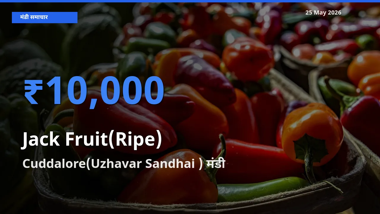 बाज़ार संकेत: Cuddalore(Uzhavar Sandhai ) बना पका कटहल के लिए आज की टॉप मंडी