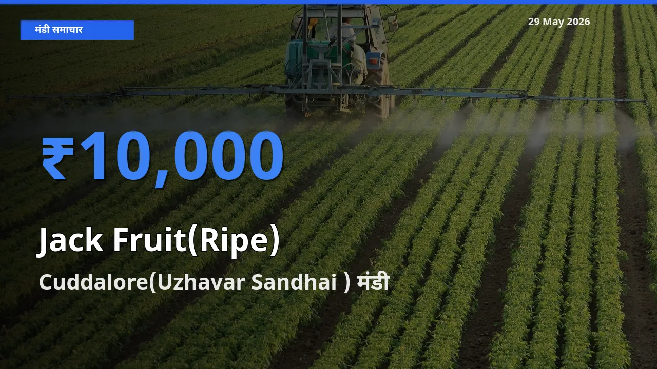 Cuddalore(Uzhavar Sandhai ) मंडी में पका कटहल ₹10,000 पर पहुँचा – आज का सर्वोच्च भाव