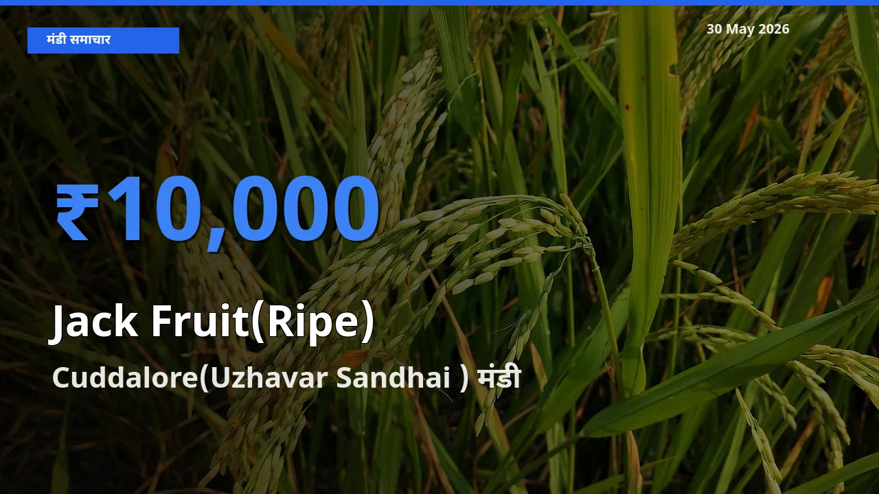 टॉप मंडी बना Cuddalore(Uzhavar Sandhai )! पका कटहल के सबसे ऊँचे दाम यहीं दर्ज
