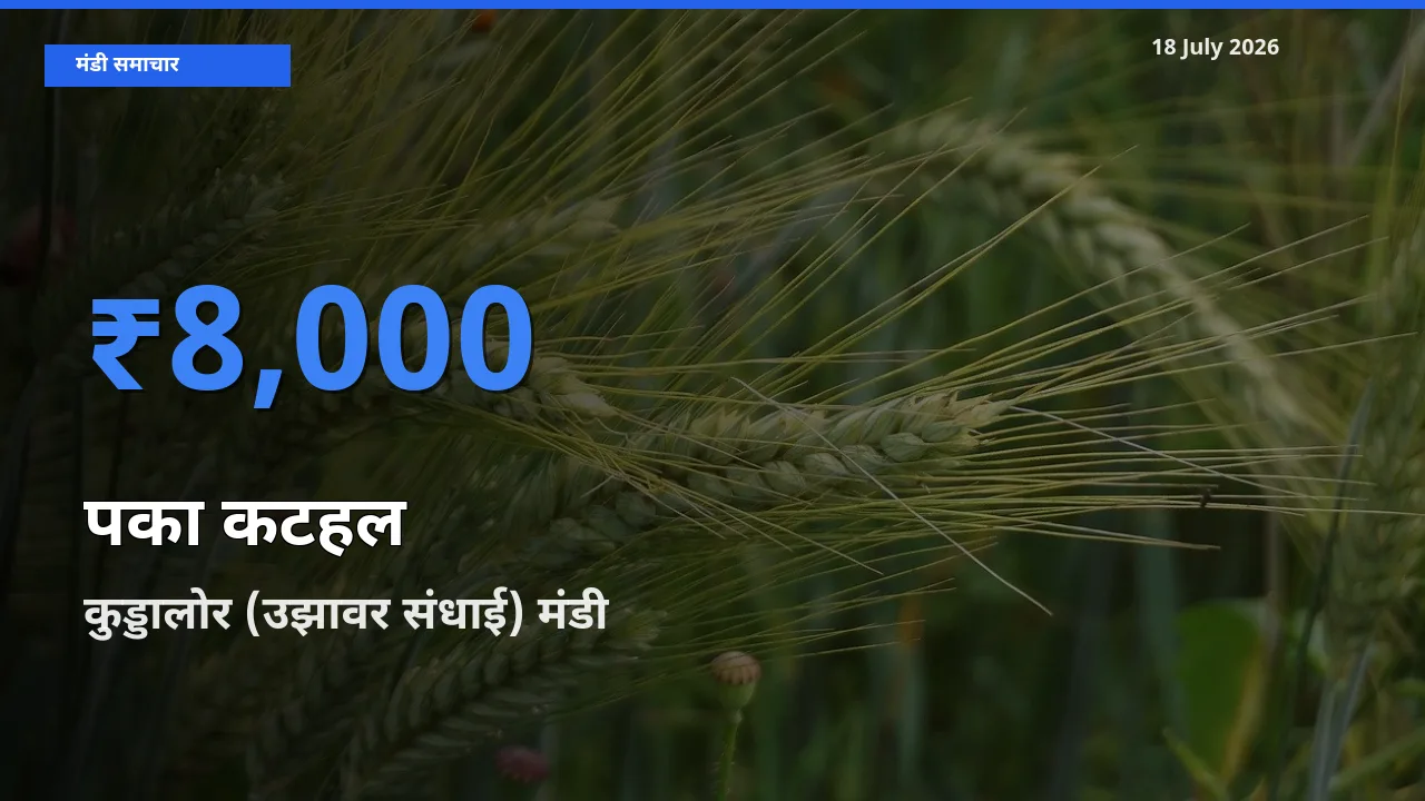 18 July अपडेट: पका कटहल के सबसे ऊँचे दाम कुड्डालोर (उझावर संधाई) मंडी में