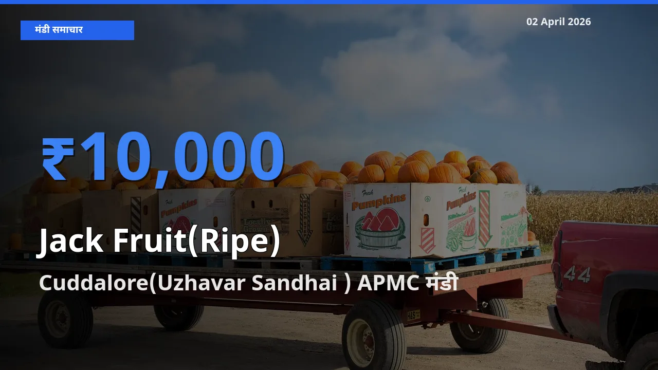 बाज़ार संकेत: Cuddalore(Uzhavar Sandhai ) APMC बना पका कटहल के लिए आज की टॉप मंडी