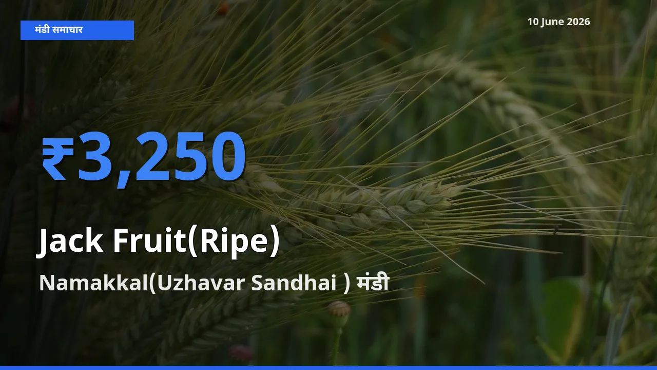 Namakkal(Uzhavar Sandhai ) में पका कटहल का आज सबसे ऊँचा भाव
