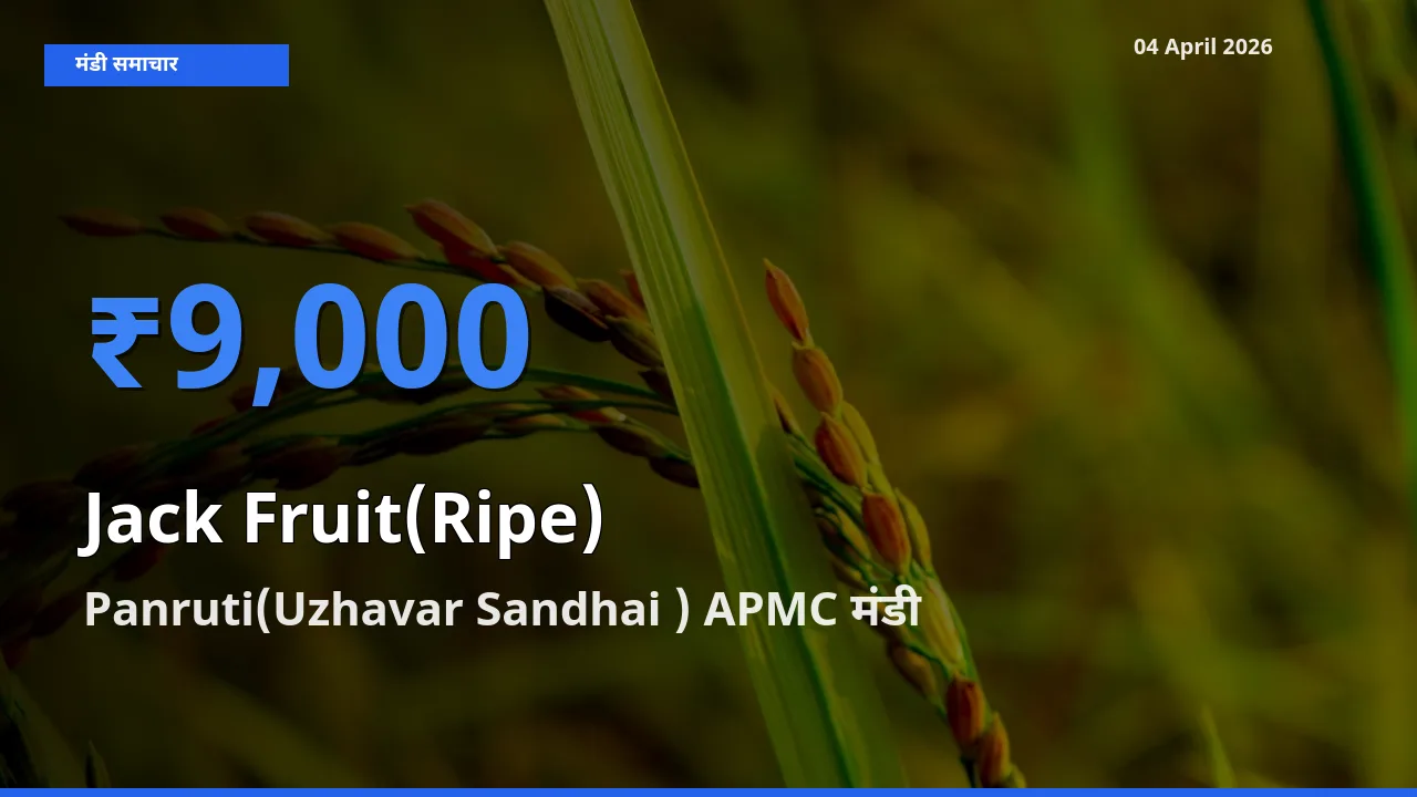 आज पका कटहल के सबसे ज़्यादा दाम Panruti(Uzhavar Sandhai ) APMC मंडी में दर्ज