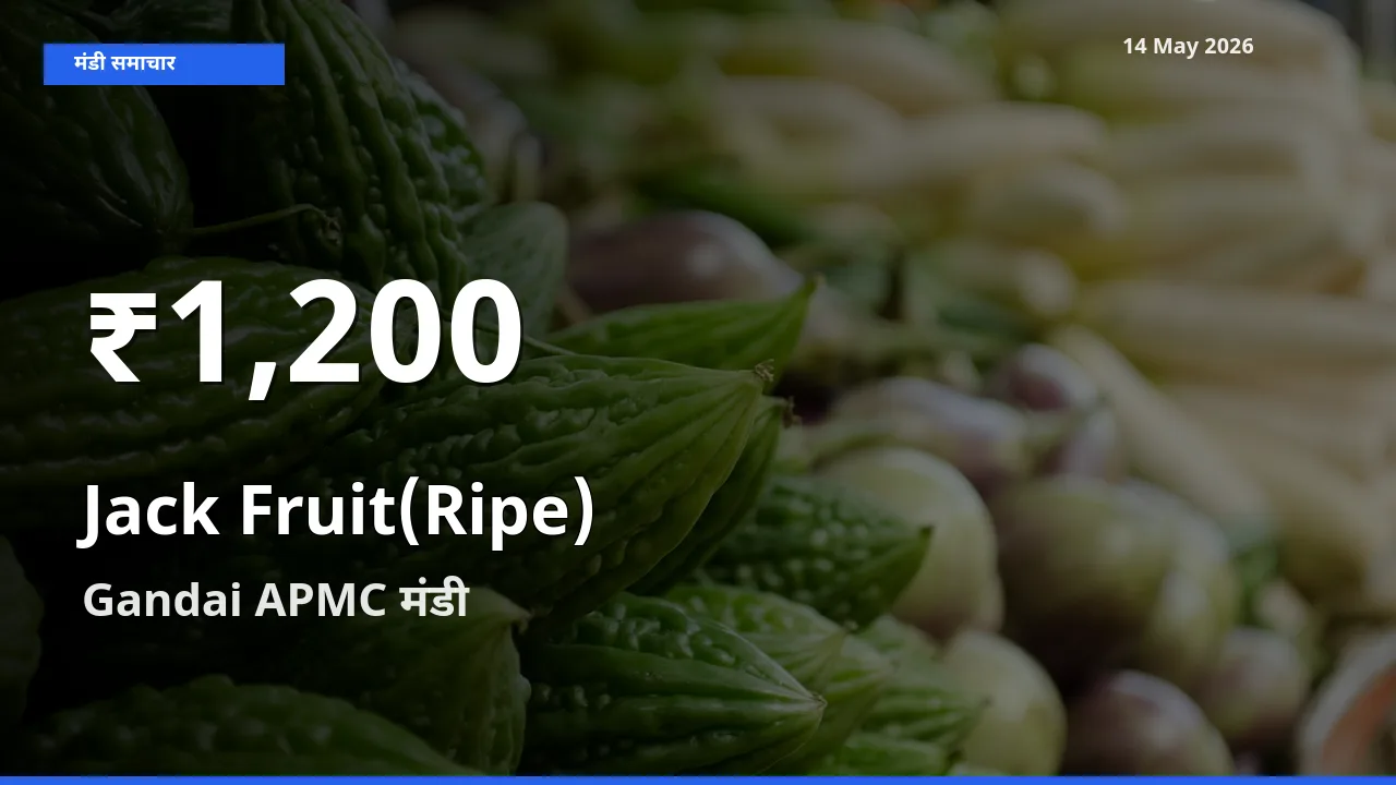 बाज़ार संकेत: पका कटहल के भाव Gandai APMC में 30 दिन के निचले स्तर पर
