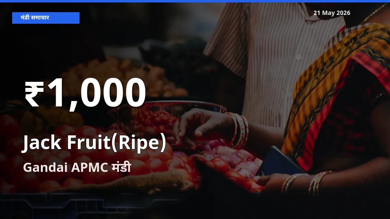 21 May अपडेट: पका कटहल के दाम 30 दिन के न्यूनतम स्तर पर, Gandai APMC