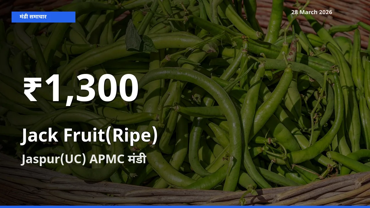 आज का मंडी भाव: Jaspur(UC) APMC में पका कटहल 30 दिन के सबसे कम स्तर पर