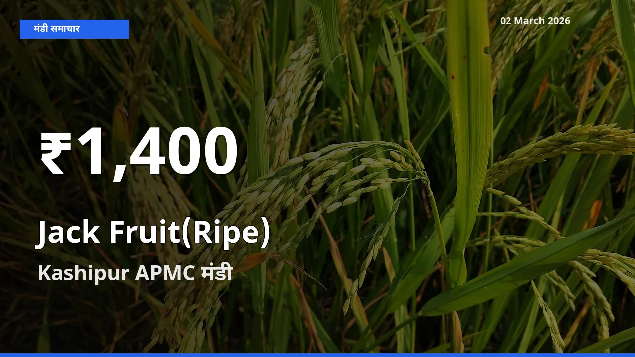 Kashipur APMC में पका कटहल ₹1,400 पर गिरा – 30 दिन का न्यूनतम भाव