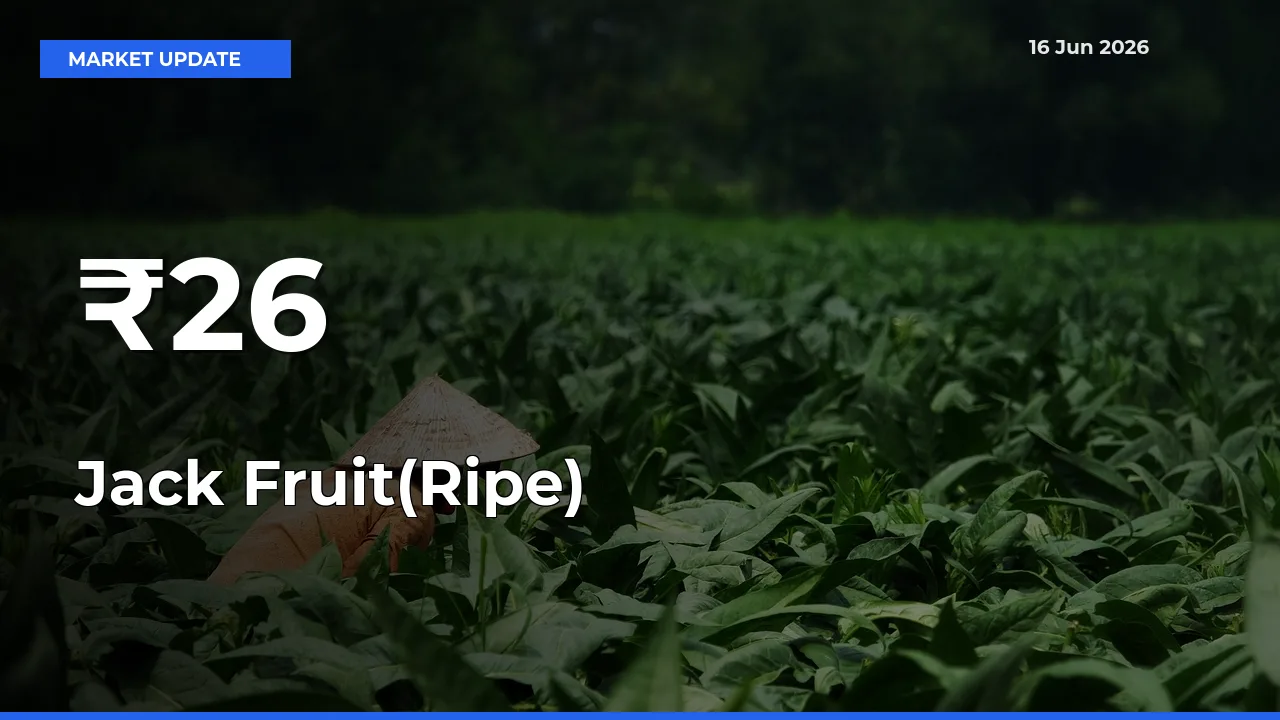 Jack Fruit(Ripe) Mandi Prices Move in Sync Across Major Markets Today