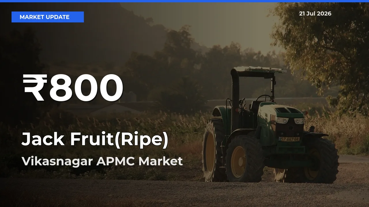 Jack Fruit(Ripe) Mandi Rate Today: 30-Day Low Recorded in Vikasnagar APMC