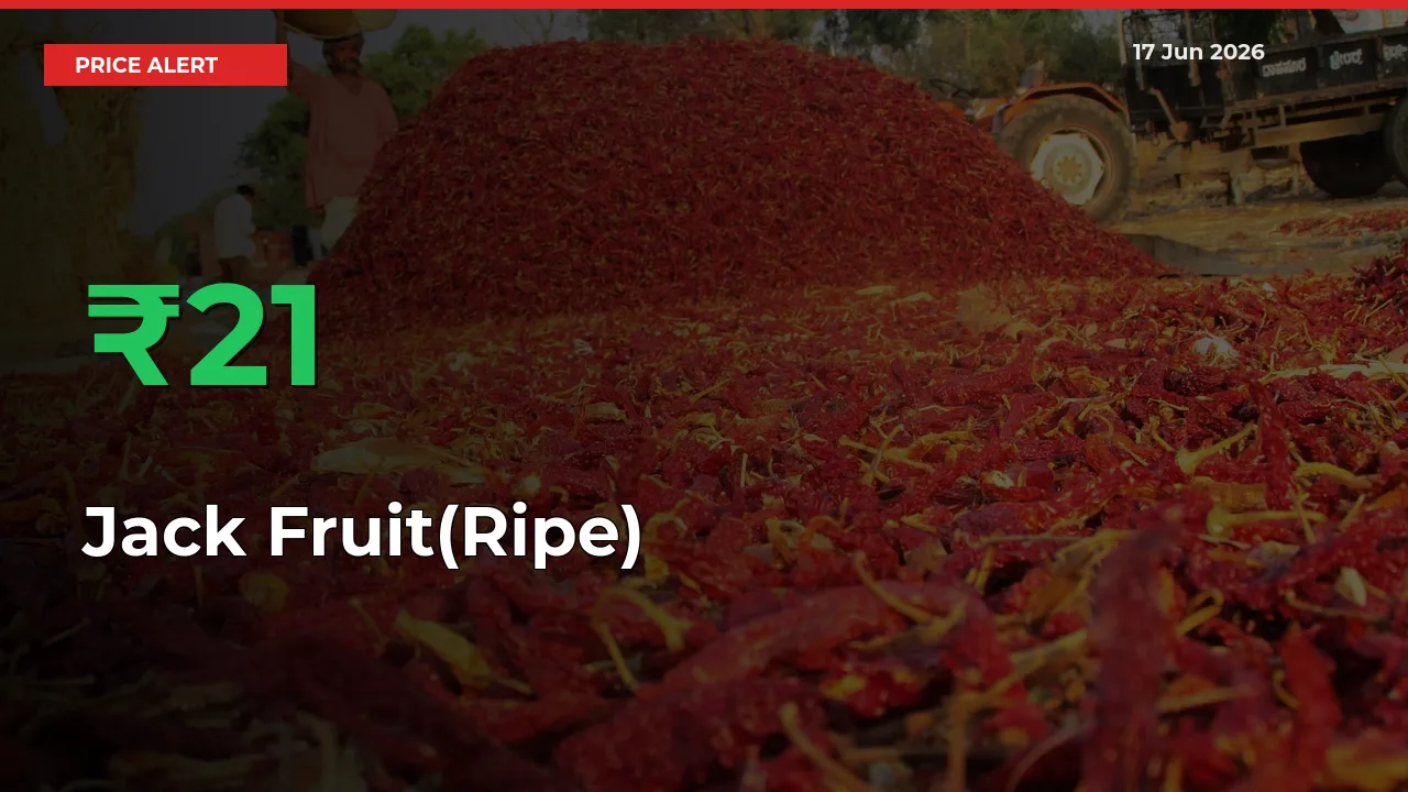 Farmers Cheer as Jack Fruit(Ripe) Prices Surge 20.64% in Local Mandis