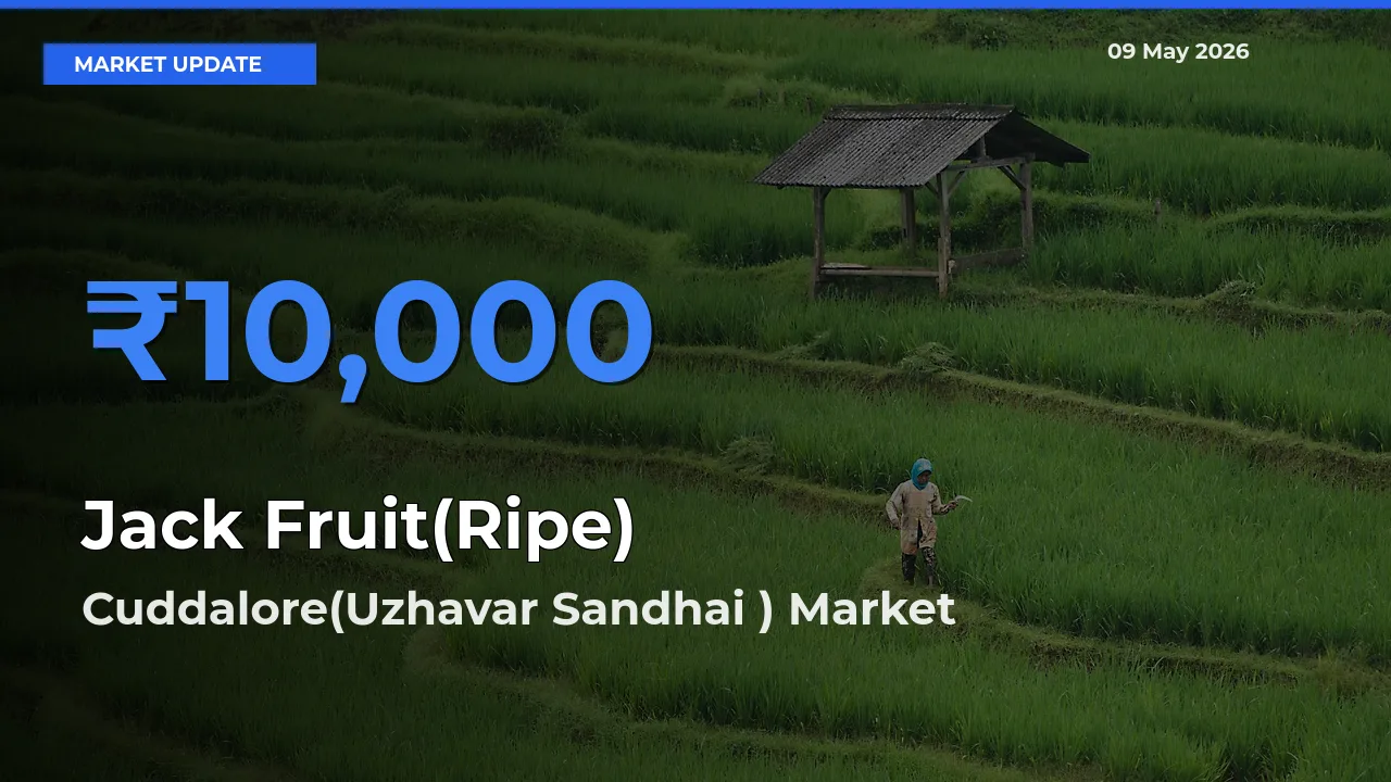 Cuddalore(Uzhavar Sandhai ) Leads as Top Mandi for Jack Fruit(Ripe) Prices