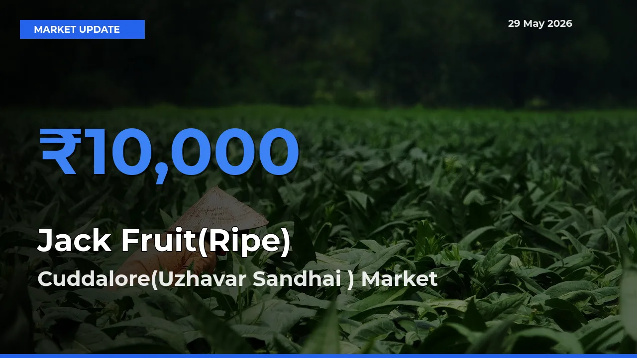Top Performer! Cuddalore(Uzhavar Sandhai ) Offers Best Jack Fruit(Ripe) Price Today