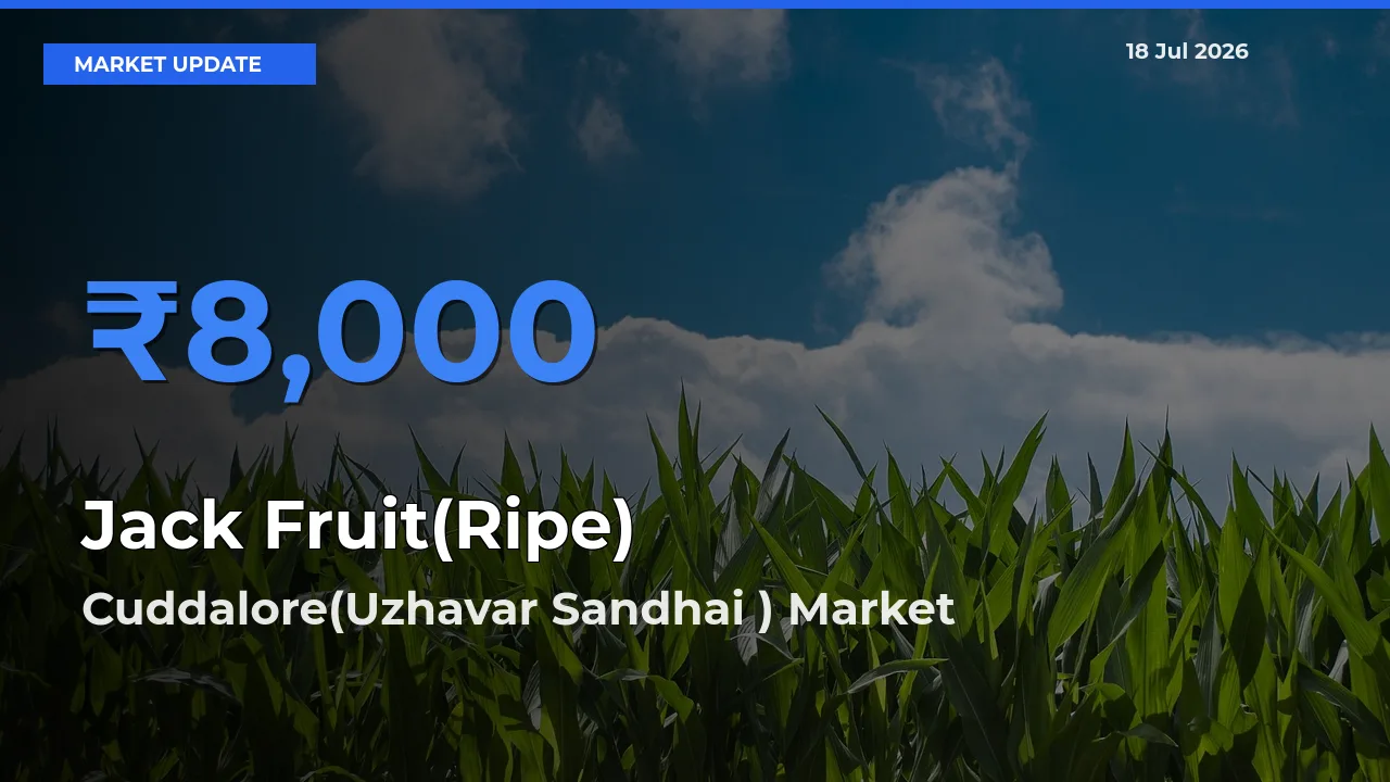 Cuddalore(Uzhavar Sandhai ) Tops Jack Fruit(Ripe) Mandi Rates Today