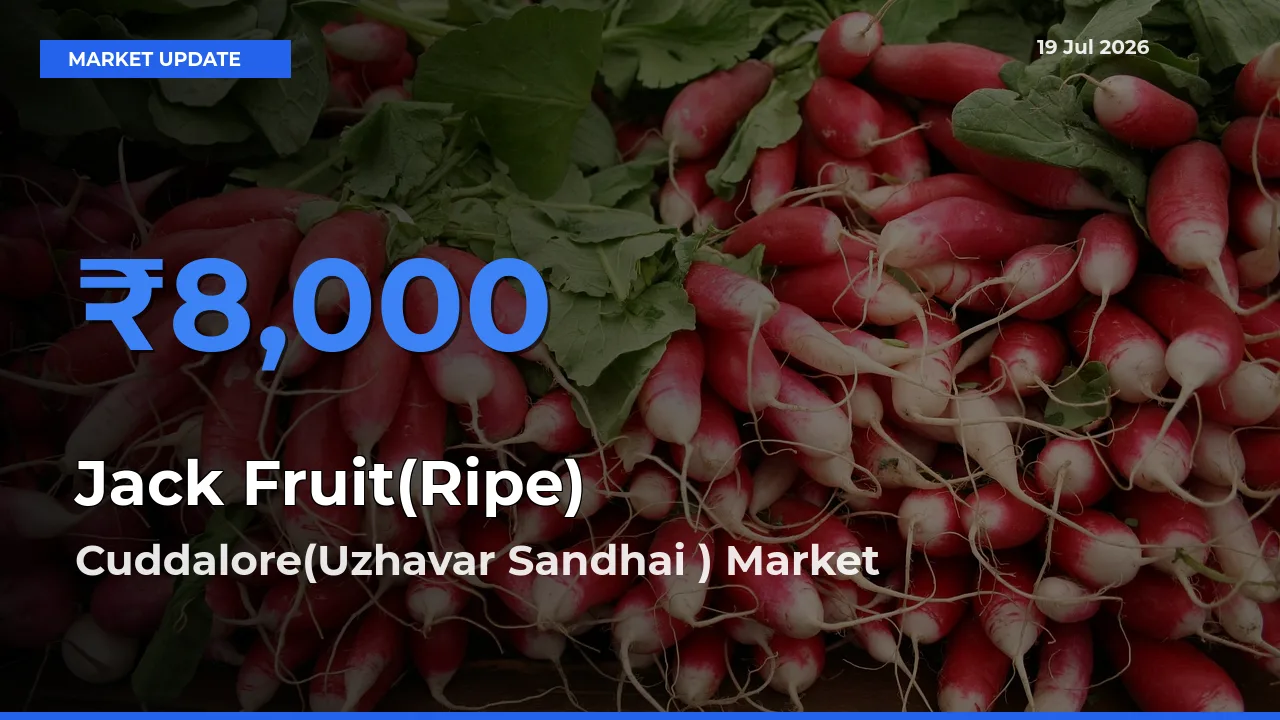 Cuddalore(Uzhavar Sandhai ) Records Highest ₹8,000 Rate for Jack Fruit(Ripe)
