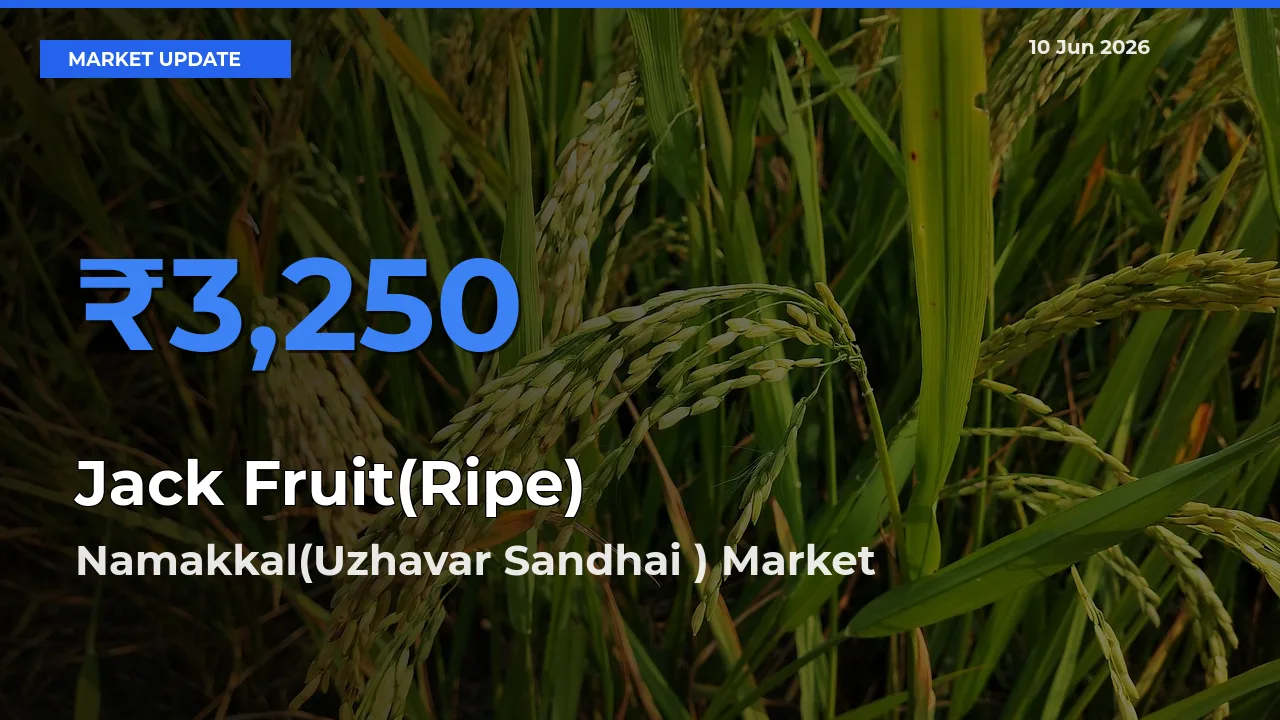 Farmers Prefer Namakkal(Uzhavar Sandhai ) as Jack Fruit(Ripe) Hits Highest Rate